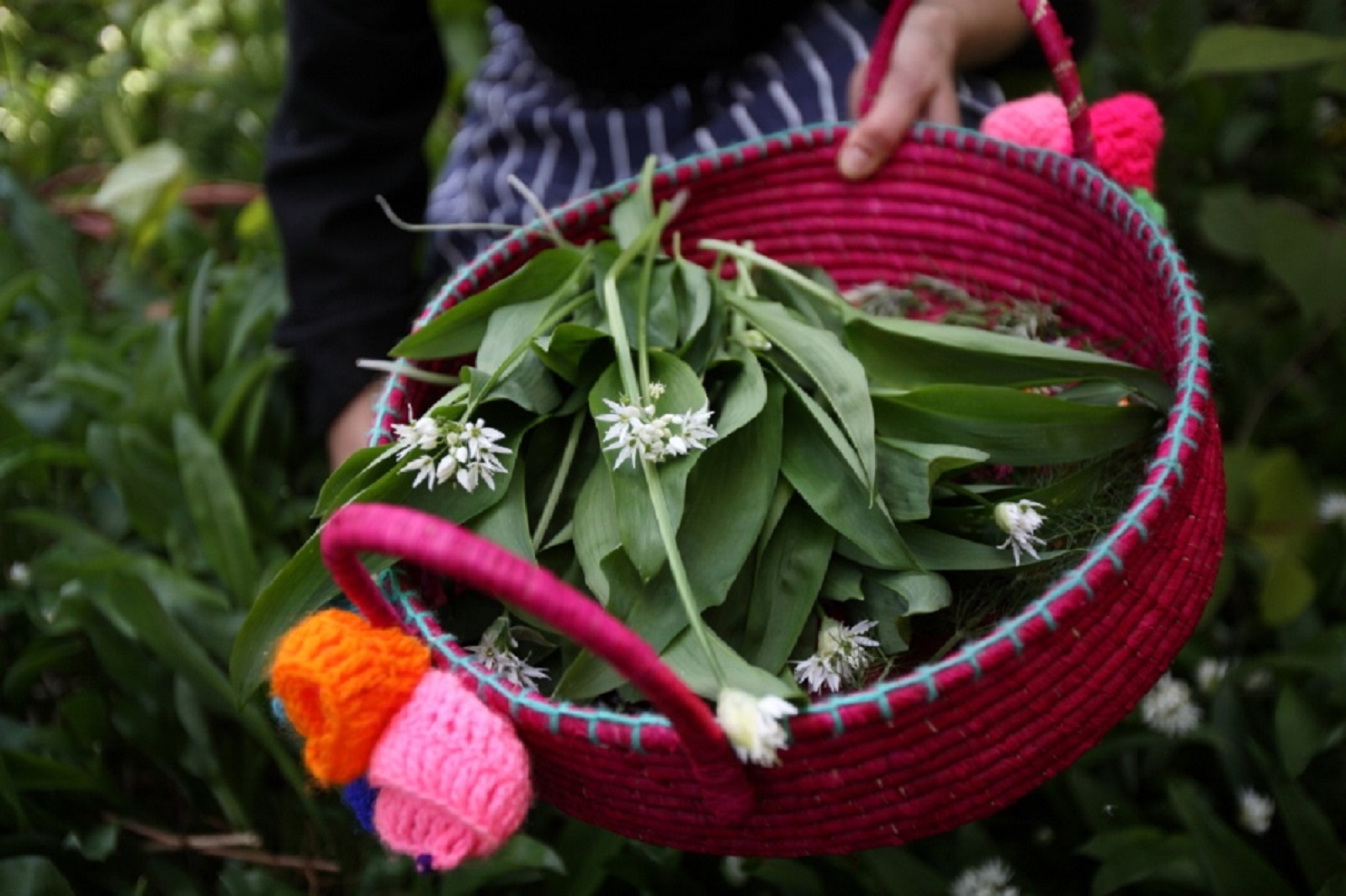 Wild Garlic from Currarevagh House